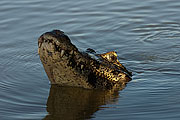 Picture 'Br1_0_01086 Caiman crocodilus, Pantanal Caiman, Brazil'